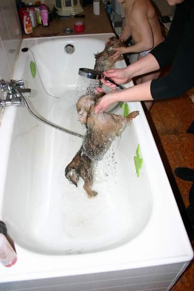 Le lavage des 2 ministres de la maison ;-)