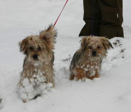 Les ptit loulou a la neige