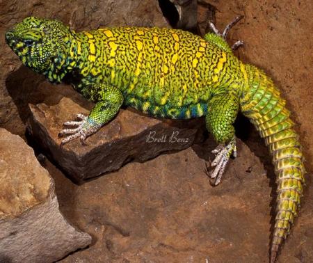 Uromastyx