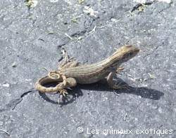 L�zard a queue Courb�e