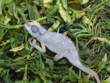 Cam�l�on de Jackson