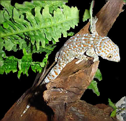 Gecko Tokay