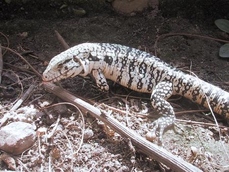 Tegu noir et blanc