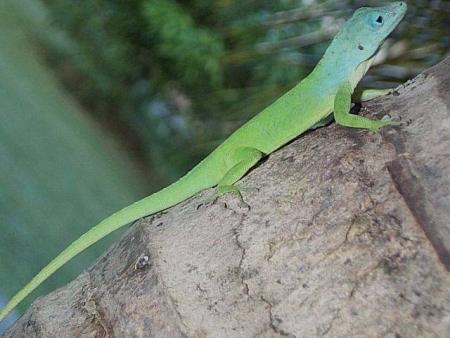 Anolis Vert