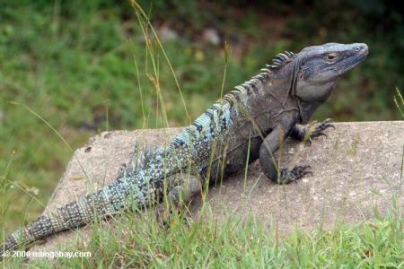 Iguane Noir