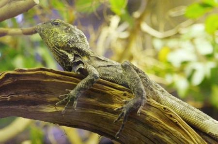 L�zard � Collorette