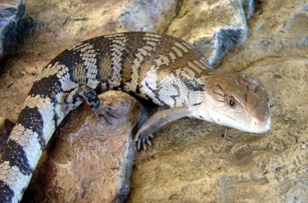 Scinque � langue Bleue